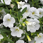 Calibrachoa PortuCal Trailing White